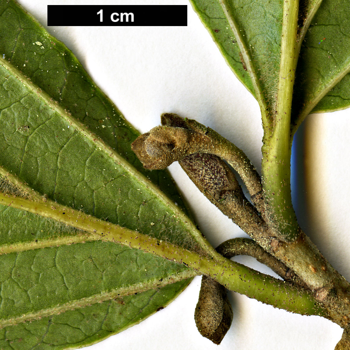 High resolution image: Family: Hamamelidaceae - Genus: Hamamelis - Taxon: japonica - SpeciesSub: var. obtusata High resolution image: Family: Hamamelidaceae - Genus: Hamamelis - Taxon: japonica - SpeciesSub: var. obtusata